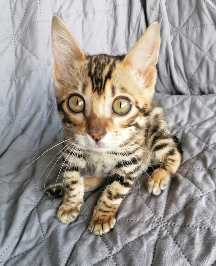 getigerte Katze schaut mit großen Augen und gespitzten Ohren in die Kamera