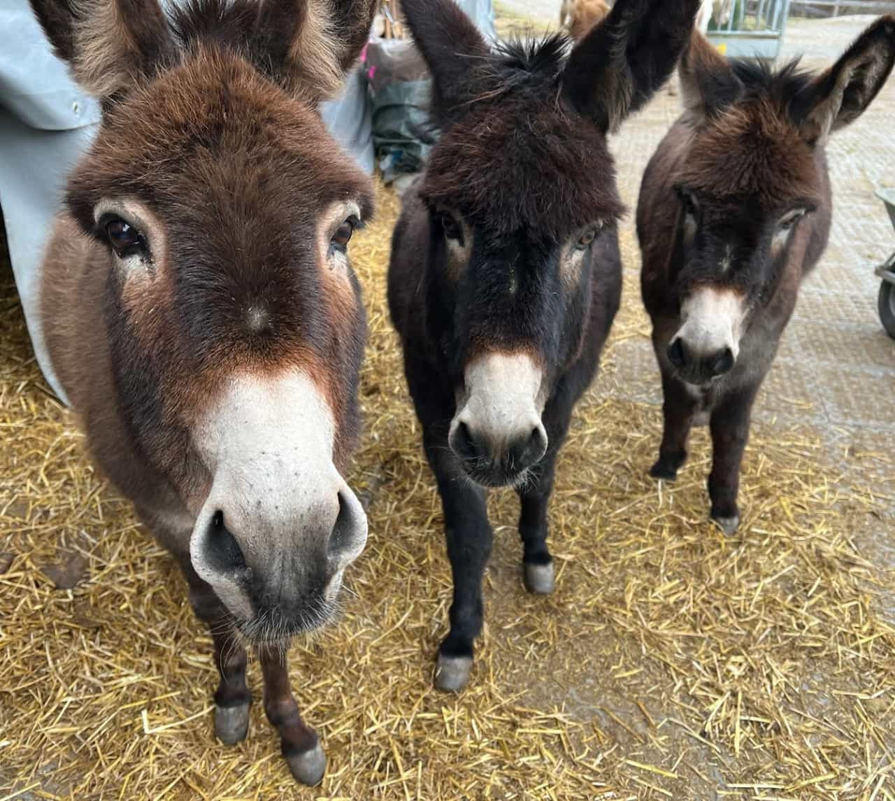 Die Eselbande Heidi, Emma und Sly